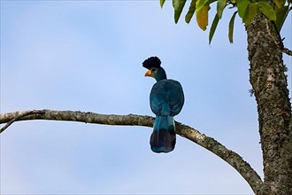 Greater Blue great blue turaco