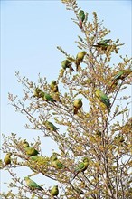 Flock of austral parakeet