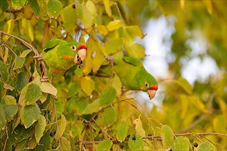 Red-masked parakeet