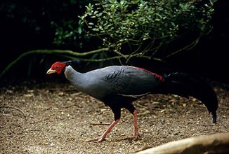 Siamese fireback