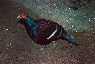 Hume's mrs. hume's pheasant