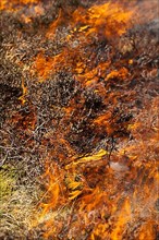 Burning heather moor on a hunting ground to provide a good habitat for grouse