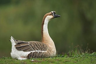 Chinese Domestic Goose