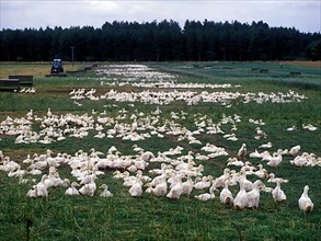 Duck Farming in EAst Anglia