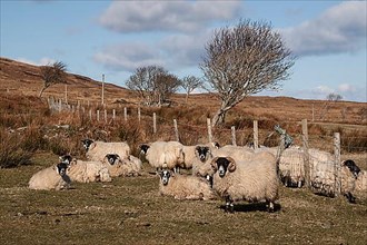The Scottish Blackface is the most common breed of domestic sheep in the UK. This hardy and adaptable breed is often found in more exposed locations