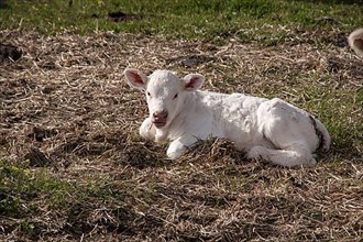 Newborn Charolais calf that does not yet have ear tags