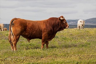 Limousin bull with Charolais cow on his back