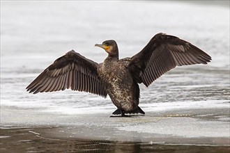 Black great cormorant