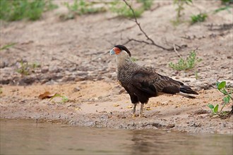 Southern Crested southern crested caracara