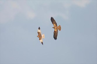 Marsh Harrier