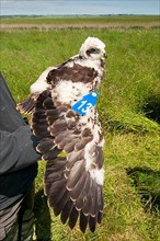 Western Marsh Harrier