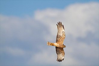 Swamp Harrier