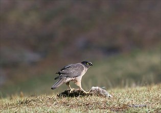 Goshawk