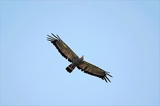 Harrier-hawk