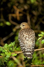 Red-shouldered Hawk