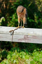 Red-shouldered Hawk