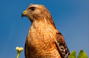 Red-shouldered Hawk