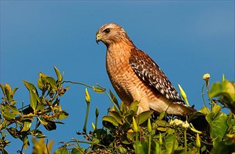 Red-shouldered Hawk