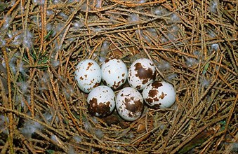 Nest and eggs of the eurasian sparrowhawk