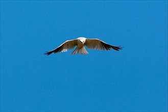 Australian Black-shouldered Kite
