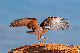 Australian fishing eagle