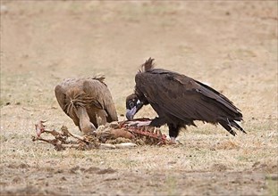 European cinereous vulture
