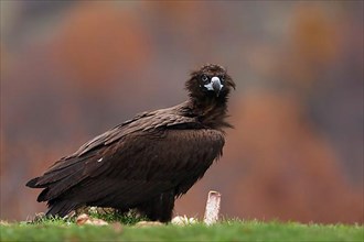 Adult cinereous vulture