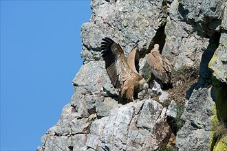 Adult pair of griffon vulture