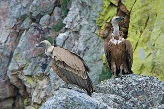 Adult and immature griffon vulture