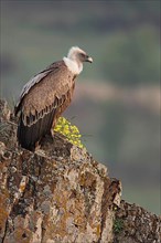 Adult griffon vulture