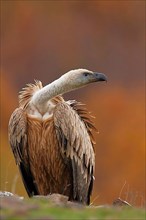 Eurasian griffon vulture