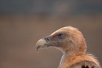 Eurasian Griffon Vulture