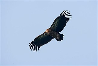 Himalayan griffon vulture