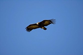 Hooded vulture
