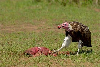 Adult hooded vulture