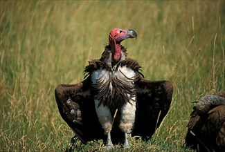 Nubian vulture