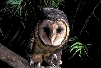 New Holland Owl