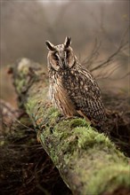 Adult long-eared owl