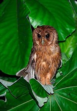 Jamaican Owl