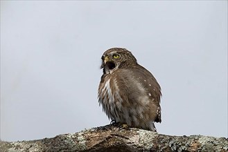 Brazilian Pygmy-Owl