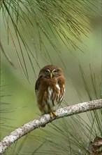 Brazilian Pygmy Owl