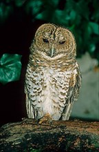 Rusty-barred owl