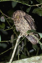 Seychelles scops owl
