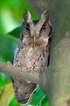 Collared sunda scops owl