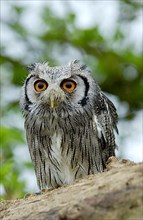 Bush Owl