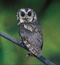 Hindu Collared Owl