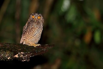 Tropical tropical screech owl