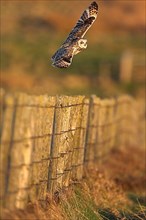 Short-eared short-eared owl