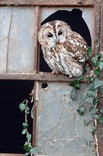 Tawny tawny owl