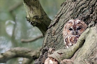 Tawny Owl